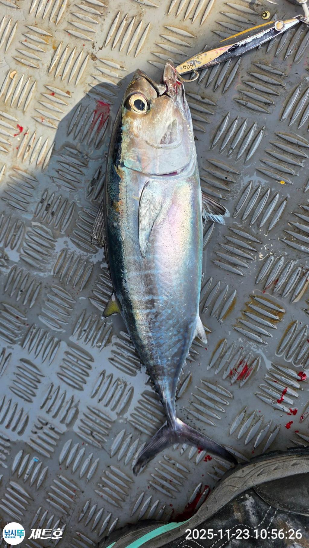 낚시뚜,방어,삼치,영일만항,포항 제트호,낚시뚜21