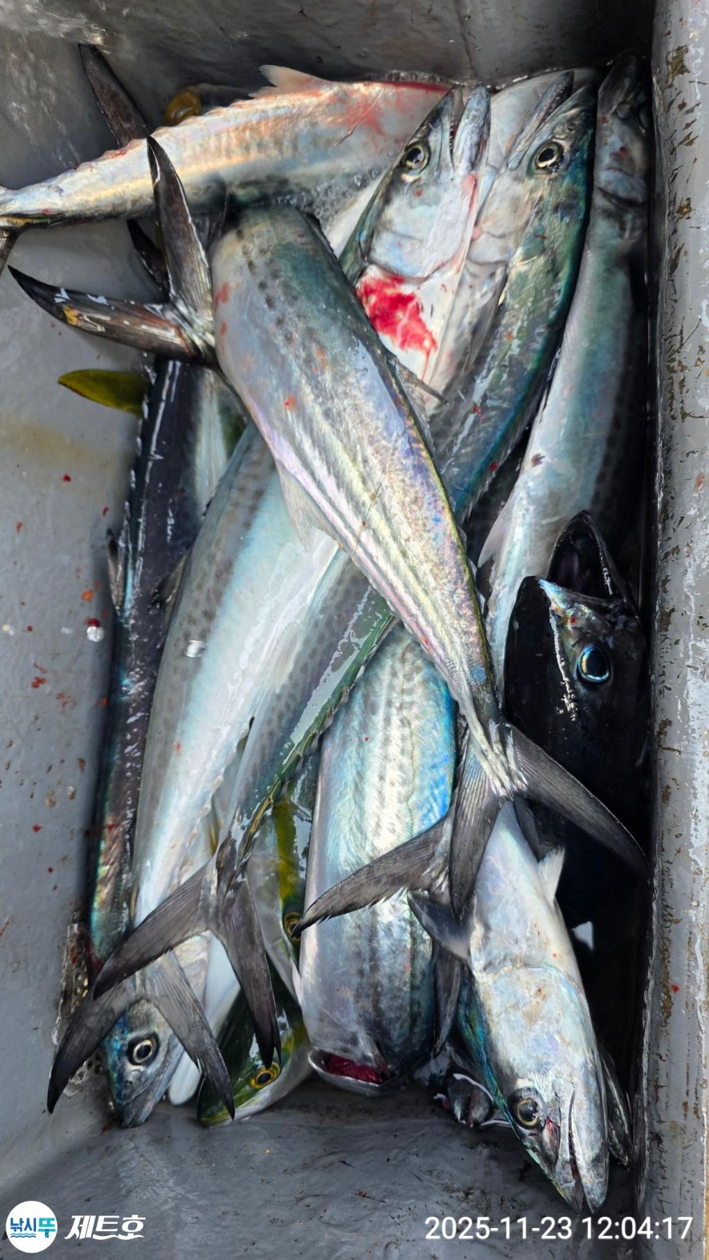 낚시뚜,방어,삼치,영일만항,포항 제트호,낚시뚜14