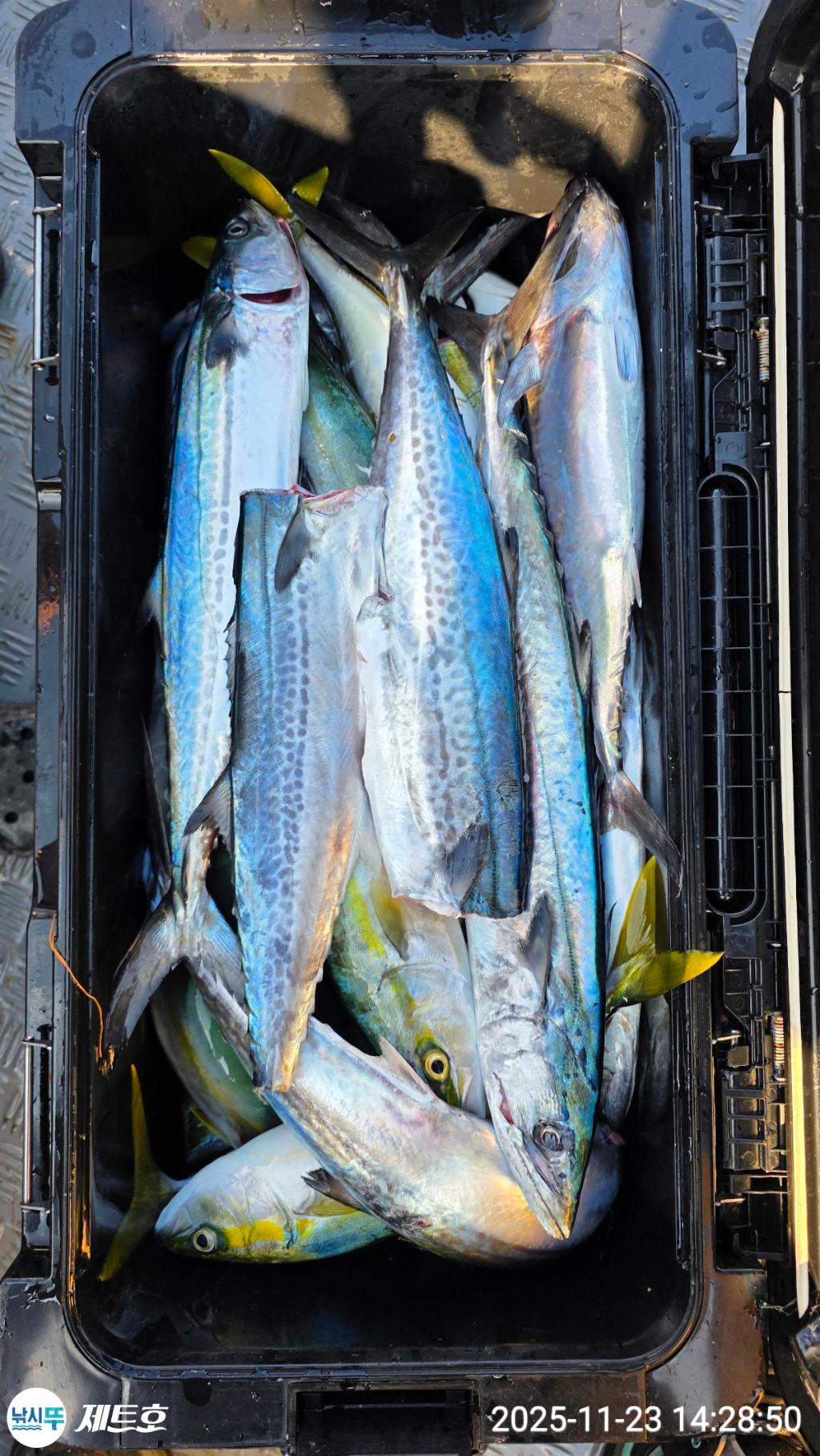낚시뚜,방어,삼치,영일만항,포항 제트호,낚시뚜7