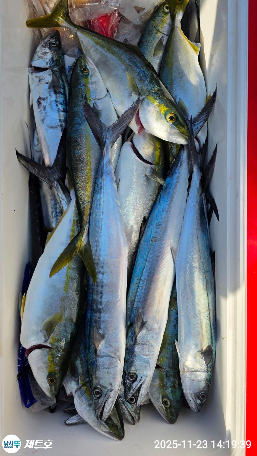 낚시뚜,방어,삼치,영일만항,포항 제트호,낚시뚜6