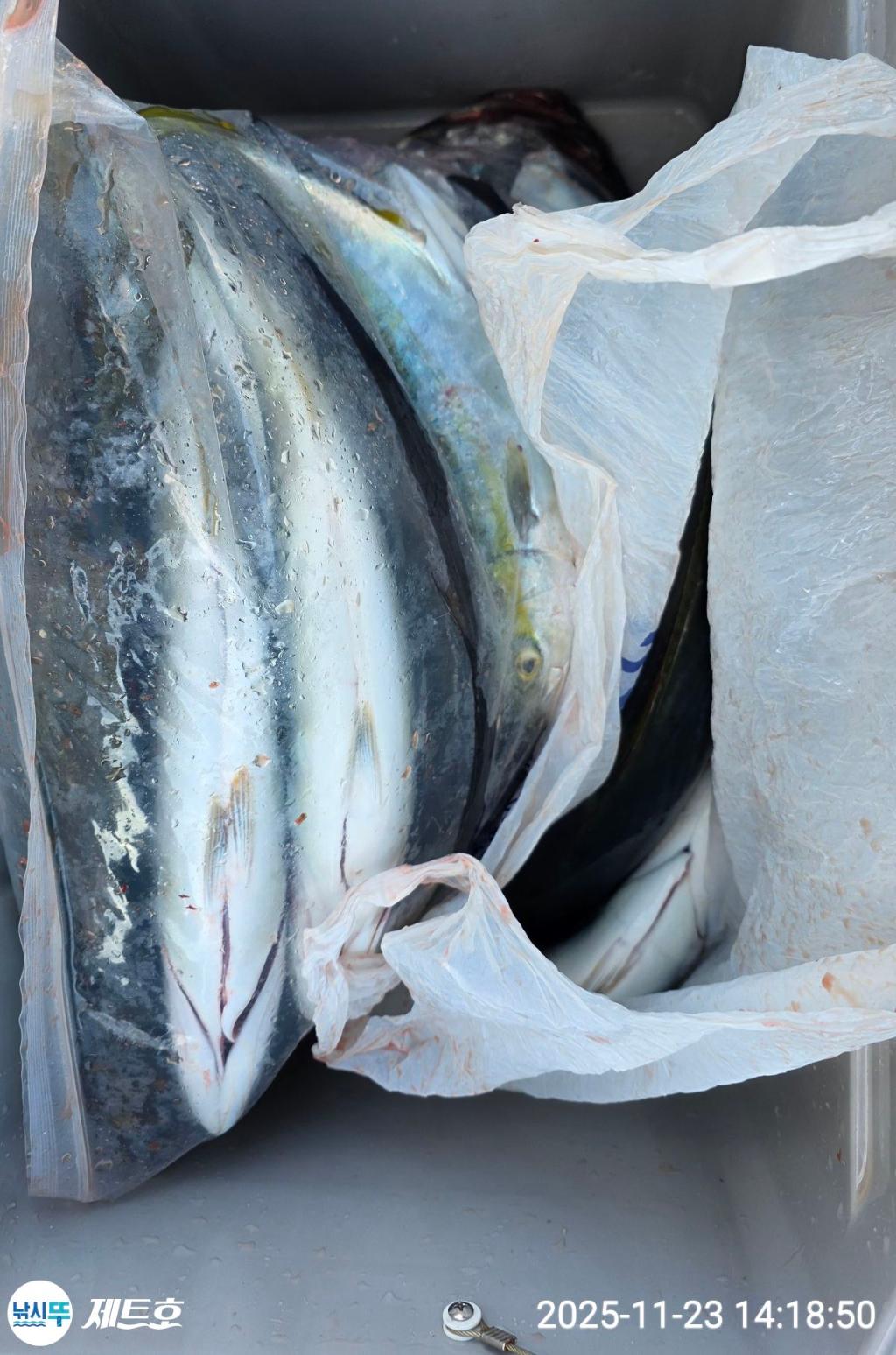 낚시뚜,방어,삼치,영일만항,포항 제트호,낚시뚜5