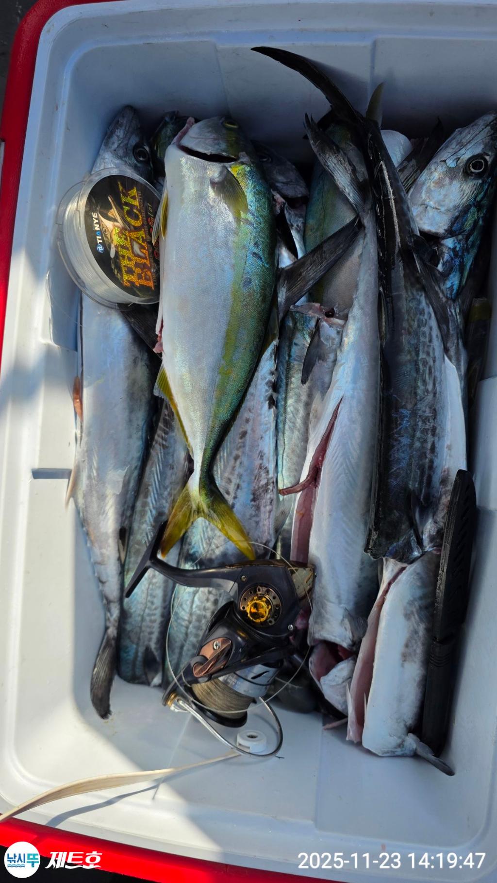 낚시뚜,방어,삼치,영일만항,포항 제트호,낚시뚜4