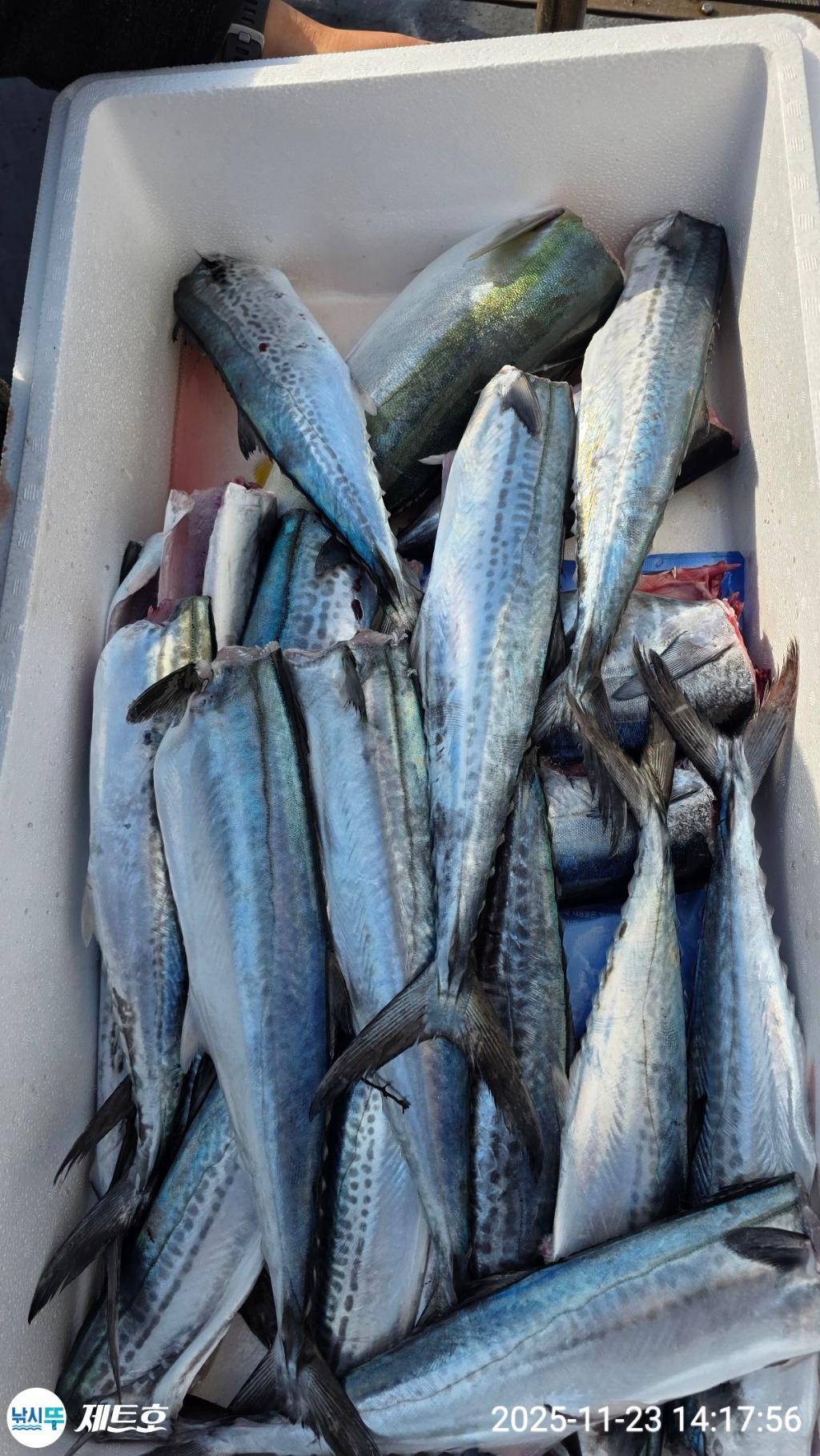 낚시뚜,방어,삼치,영일만항,포항 제트호,낚시뚜3