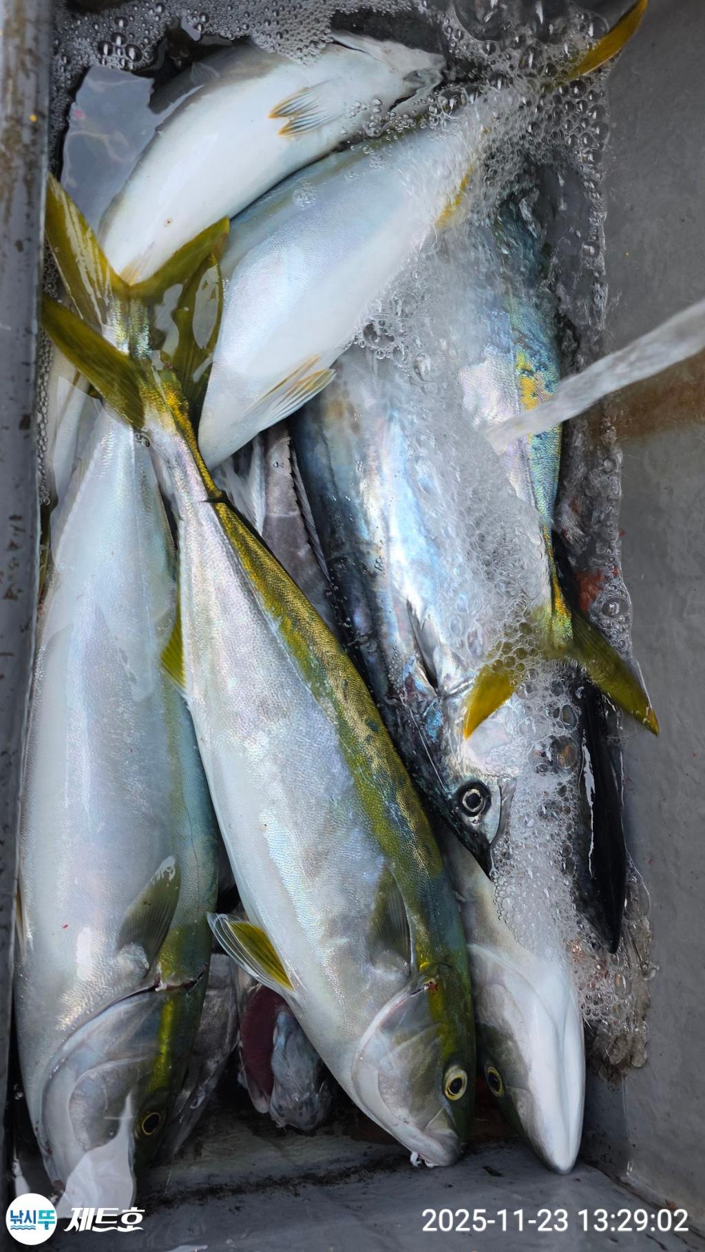 낚시뚜,방어,삼치,영일만항,포항 제트호,낚시뚜0