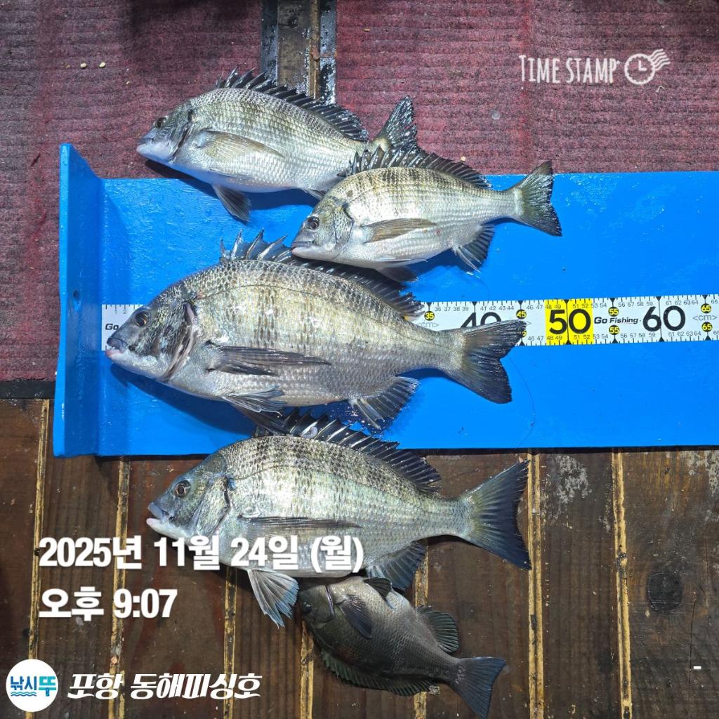 낚시뚜,감성돔,포항(운하관),포항 동해피싱호,낚시뚜6