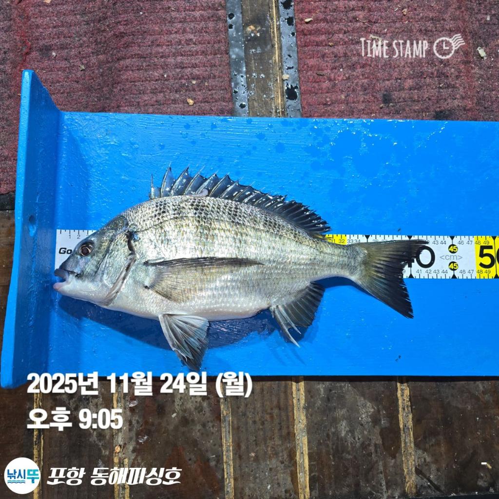 낚시뚜,감성돔,포항(운하관),포항 동해피싱호,낚시뚜3