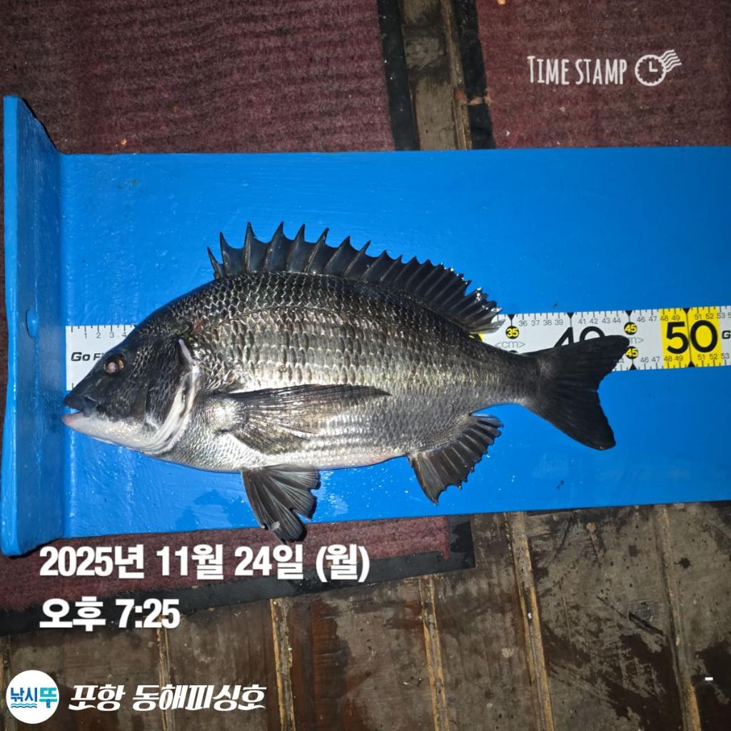 낚시뚜,감성돔,포항(운하관),포항 동해피싱호,낚시뚜1