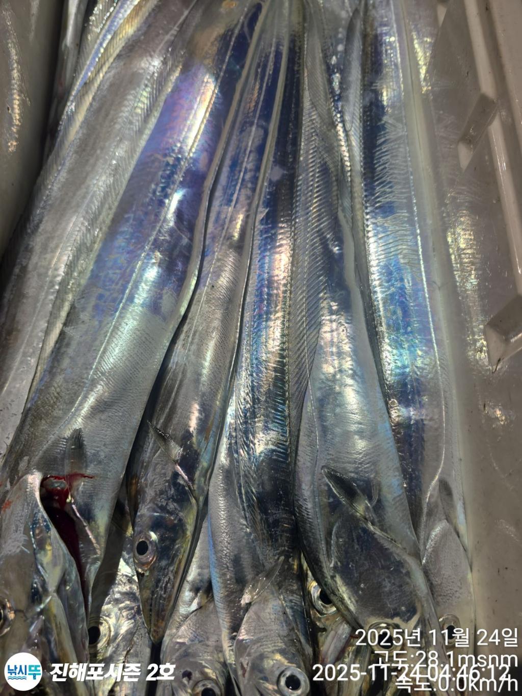 낚시뚜,갈치,진해행암항,진해포시즌 2호,낚시뚜18