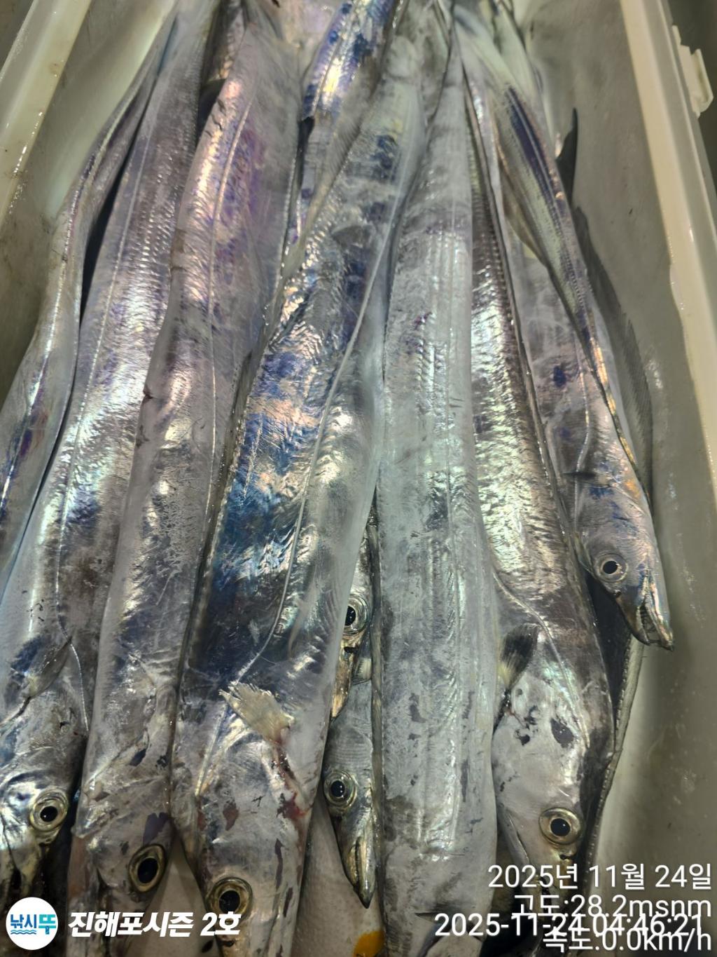 낚시뚜,갈치,진해행암항,진해포시즌 2호,낚시뚜16