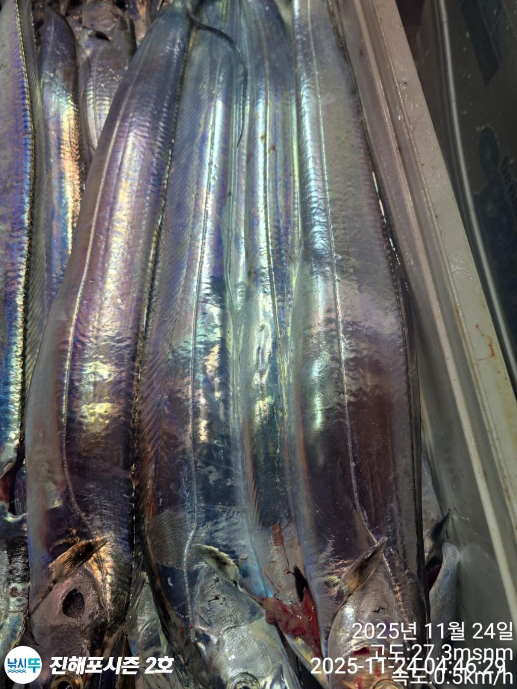 낚시뚜,갈치,진해행암항,진해포시즌 2호,낚시뚜15