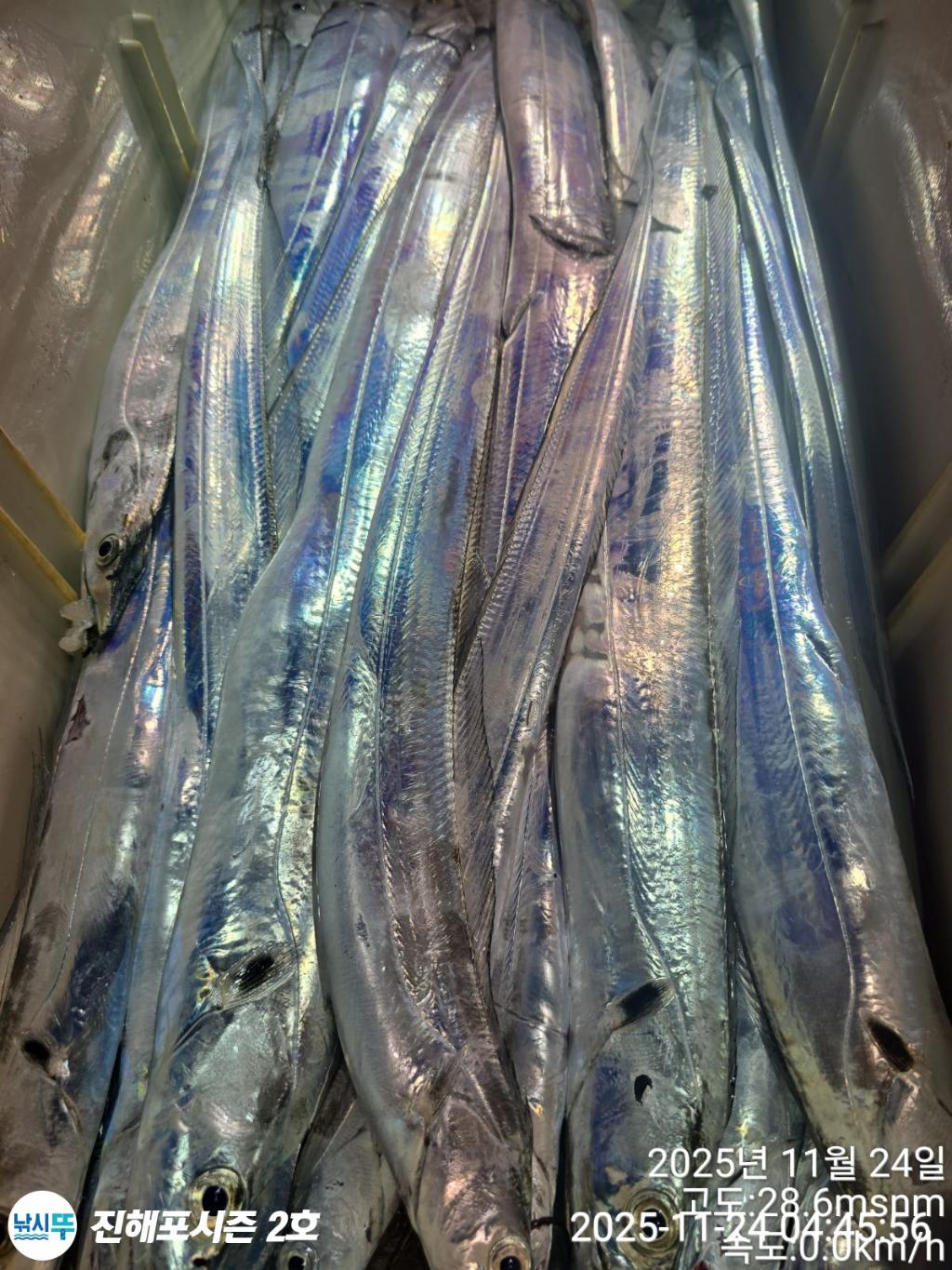 낚시뚜,갈치,진해행암항,진해포시즌 2호,낚시뚜13