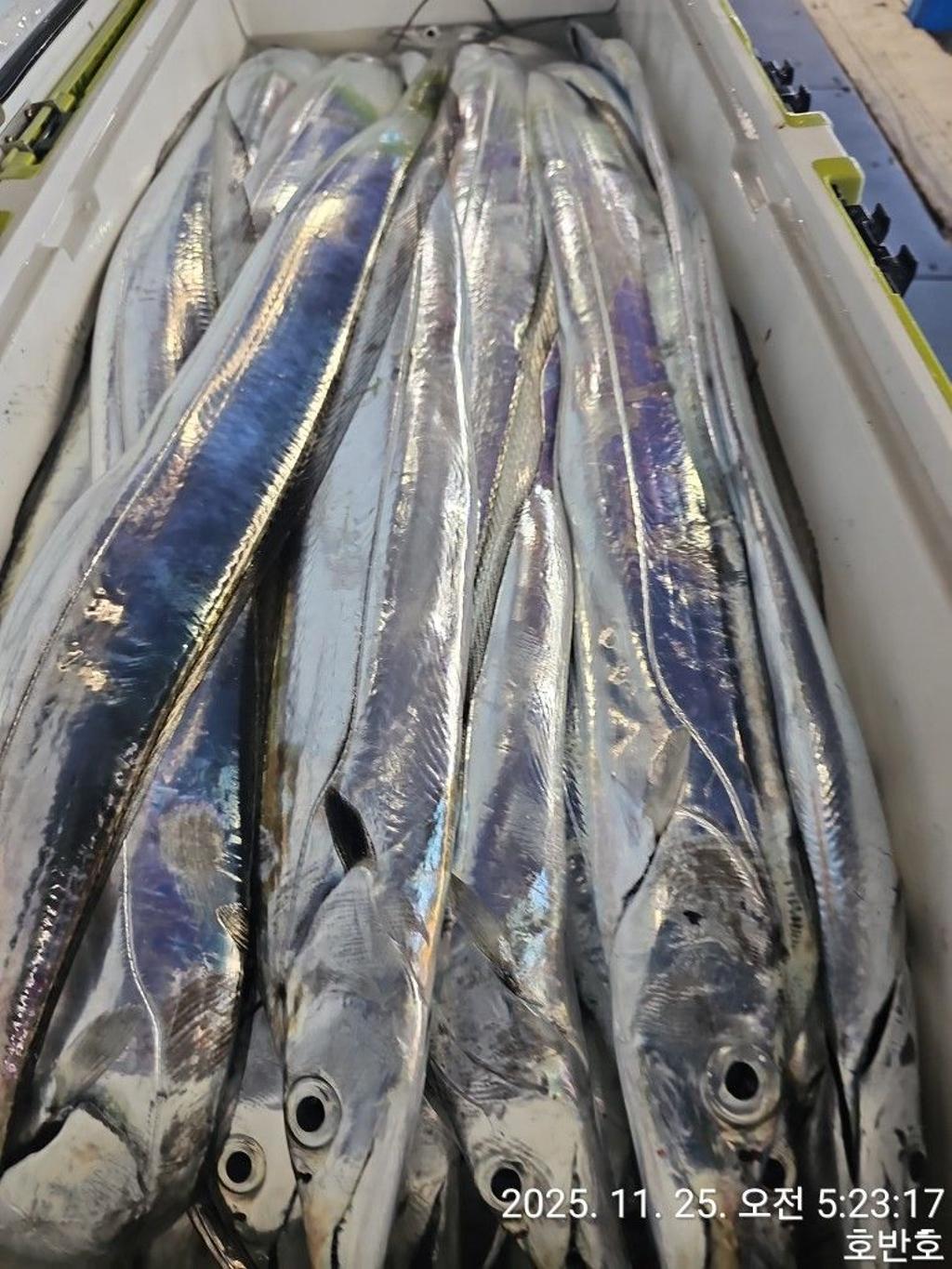 낚시뚜,갈치,통영 신전항,통영호반호,낚시뚜57