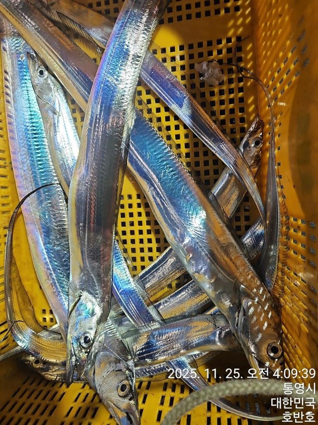 낚시뚜,갈치,통영 신전항,통영호반호,낚시뚜56