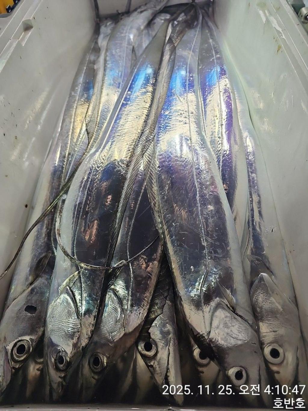 낚시뚜,갈치,통영 신전항,통영호반호,낚시뚜55