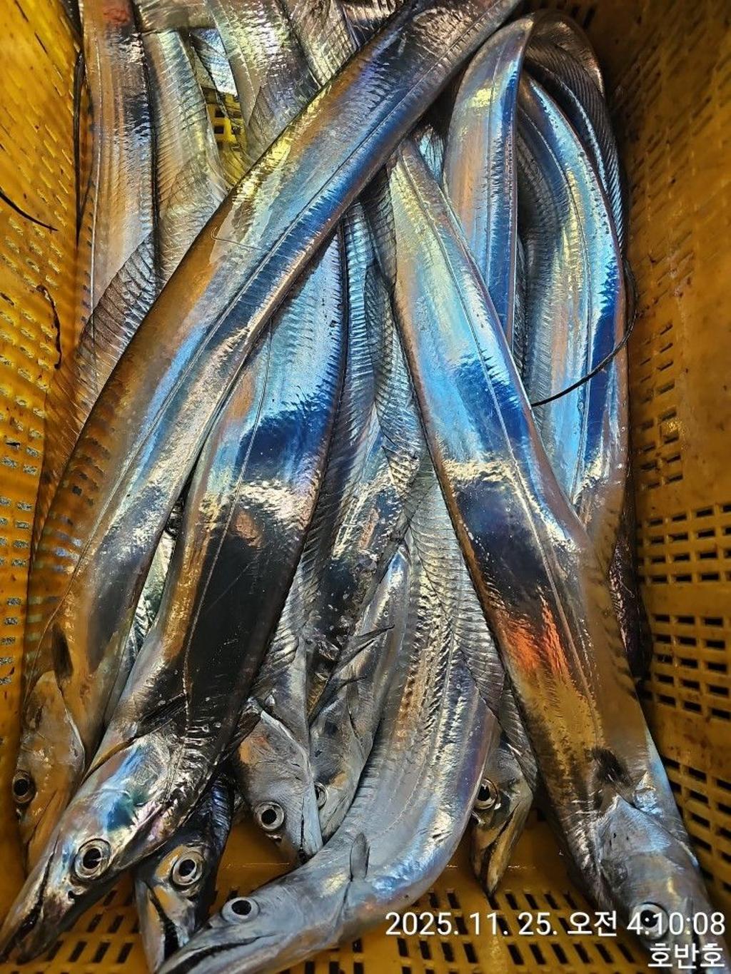 낚시뚜,갈치,통영 신전항,통영호반호,낚시뚜54