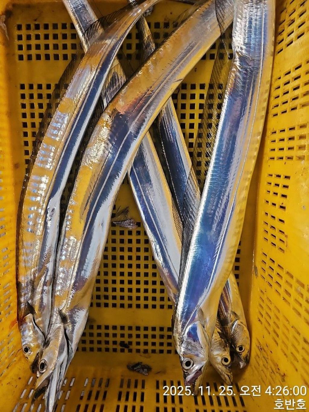 낚시뚜,갈치,통영 신전항,통영호반호,낚시뚜52