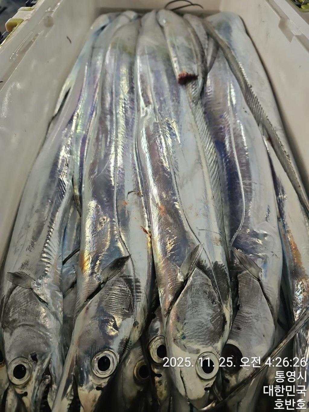 낚시뚜,갈치,통영 신전항,통영호반호,낚시뚜51