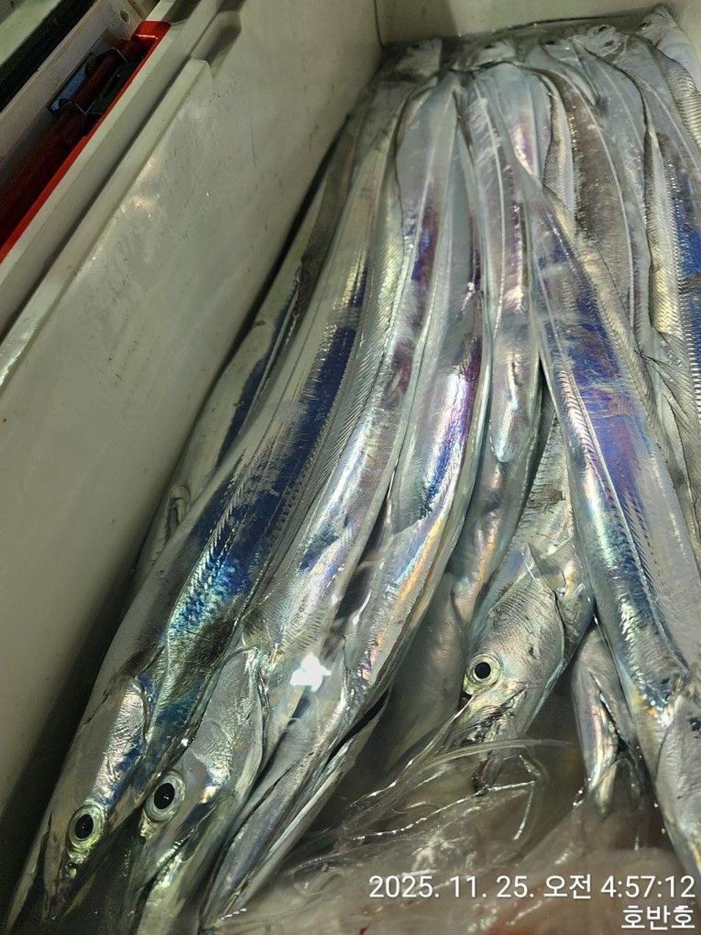 낚시뚜,갈치,통영 신전항,통영호반호,낚시뚜50