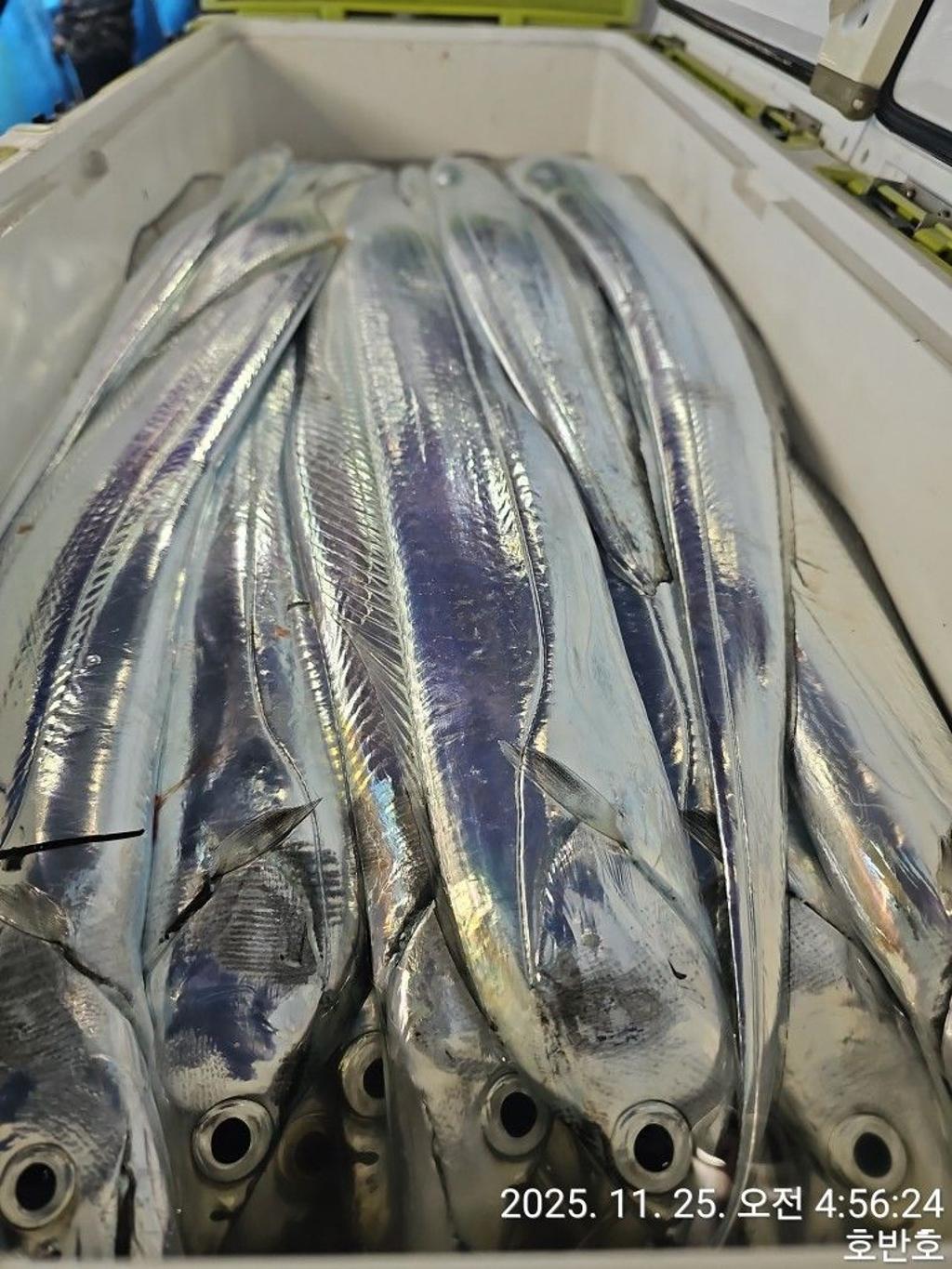 낚시뚜,갈치,통영 신전항,통영호반호,낚시뚜49