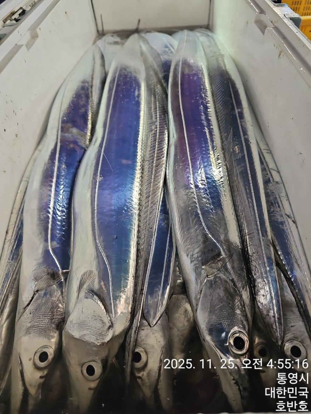 낚시뚜,갈치,통영 신전항,통영호반호,낚시뚜48