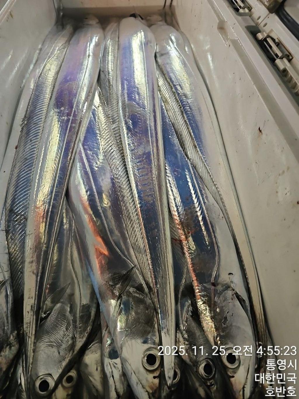 낚시뚜,갈치,통영 신전항,통영호반호,낚시뚜46