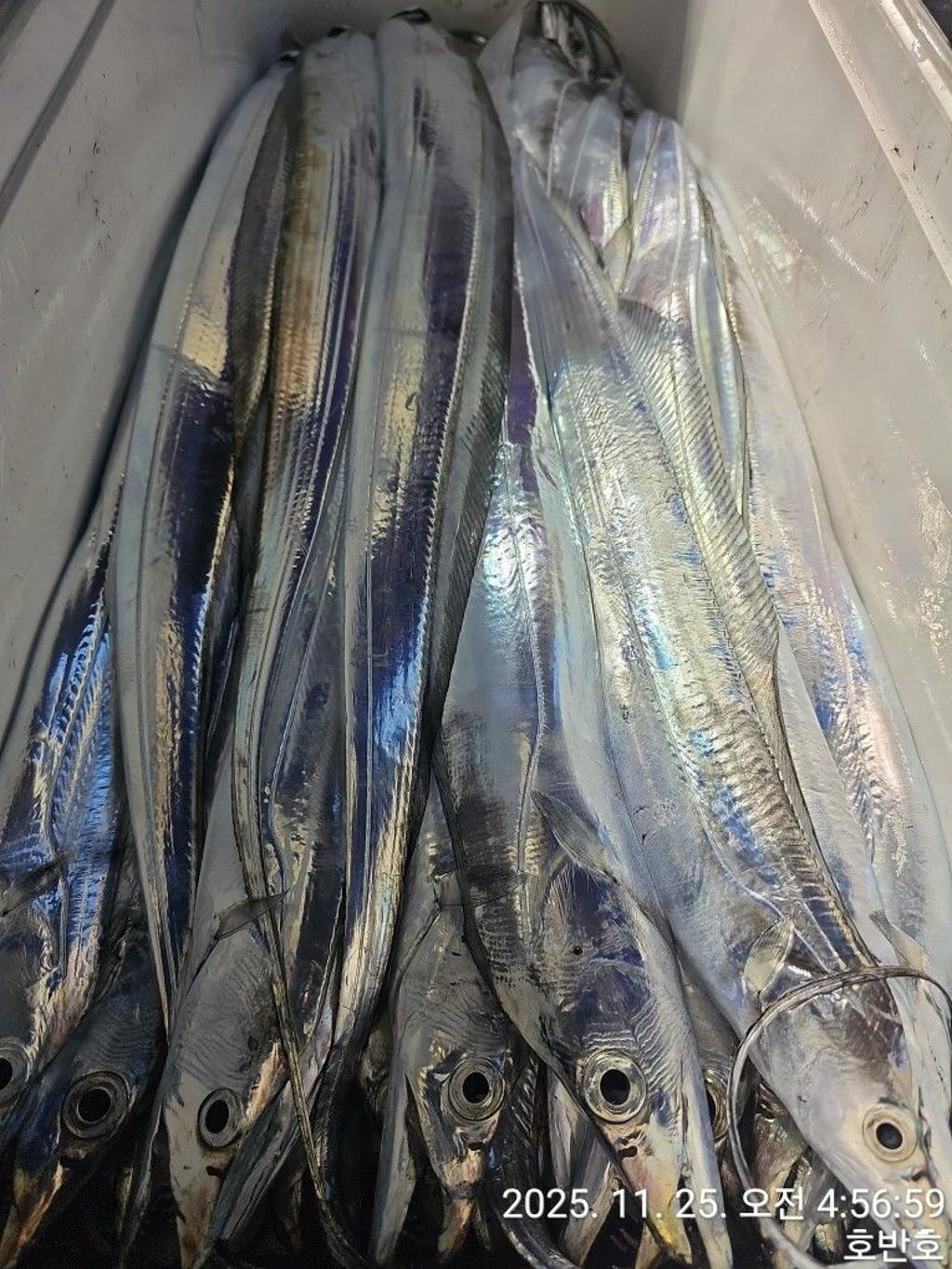 낚시뚜,갈치,통영 신전항,통영호반호,낚시뚜45