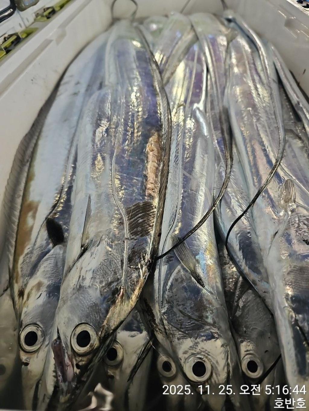 낚시뚜,갈치,통영 신전항,통영호반호,낚시뚜44