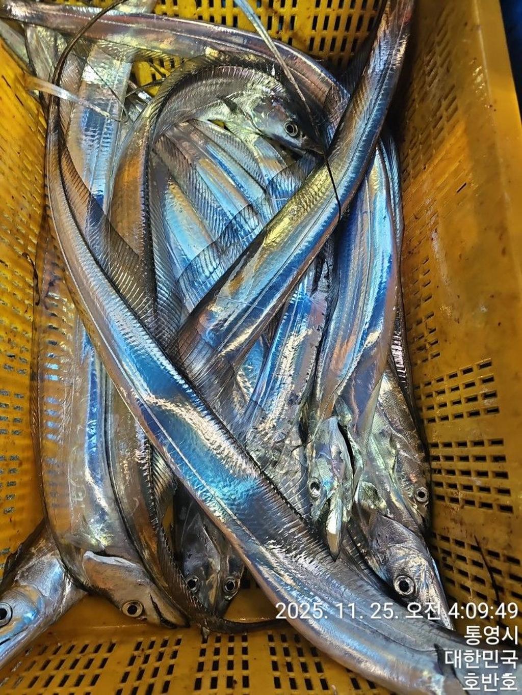 낚시뚜,갈치,통영 신전항,통영호반호,낚시뚜43