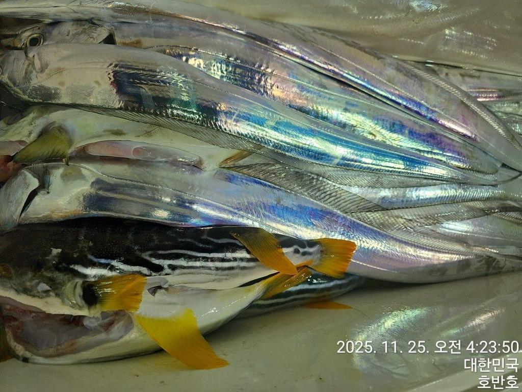 낚시뚜,갈치,통영 신전항,통영호반호,낚시뚜42