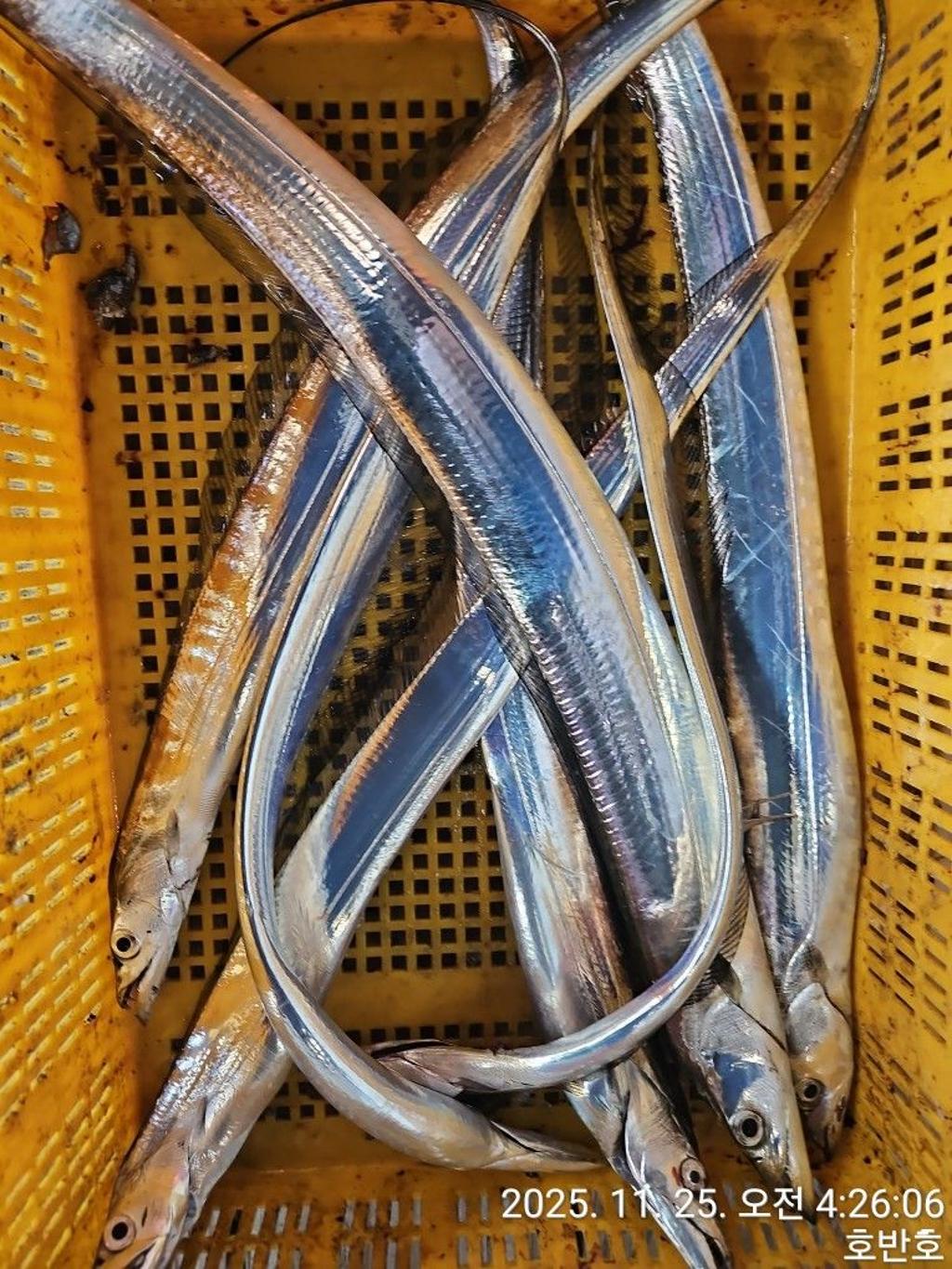 낚시뚜,갈치,통영 신전항,통영호반호,낚시뚜41