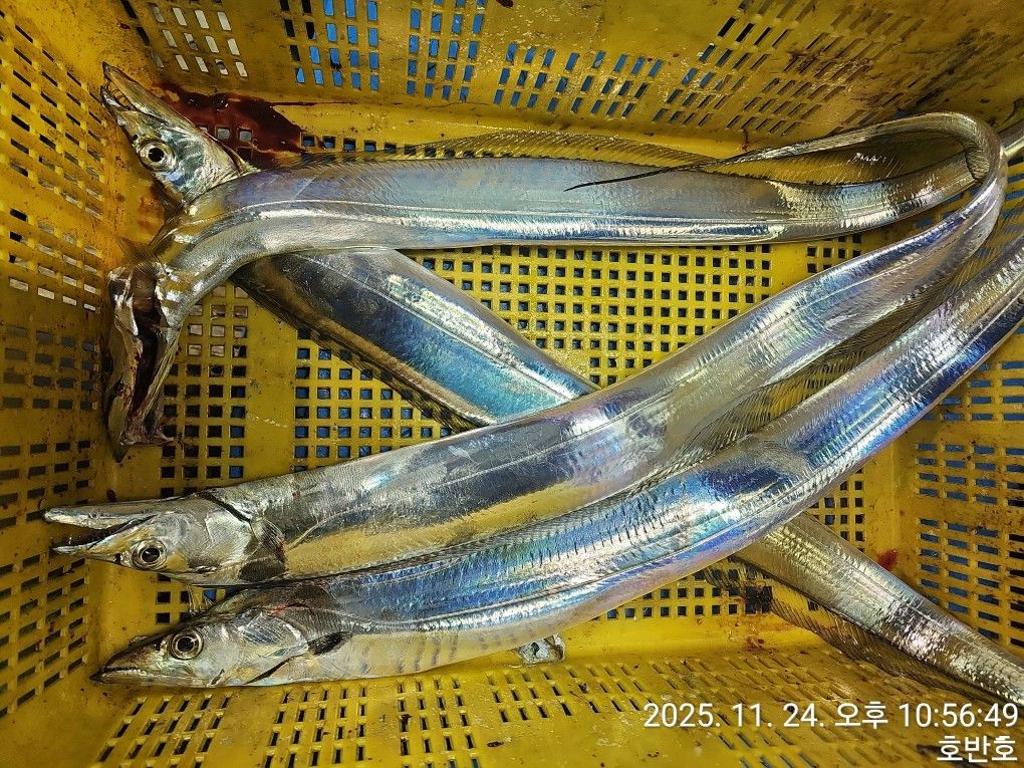 낚시뚜,갈치,통영 신전항,통영호반호,낚시뚜40