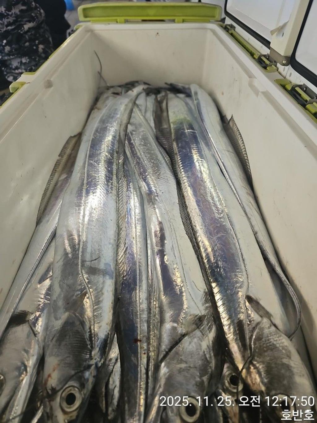 낚시뚜,갈치,통영 신전항,통영호반호,낚시뚜39