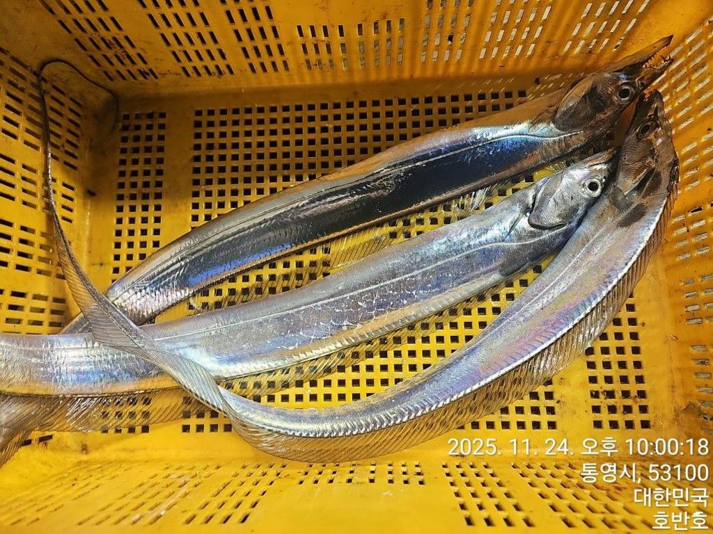 낚시뚜,갈치,통영 신전항,통영호반호,낚시뚜38