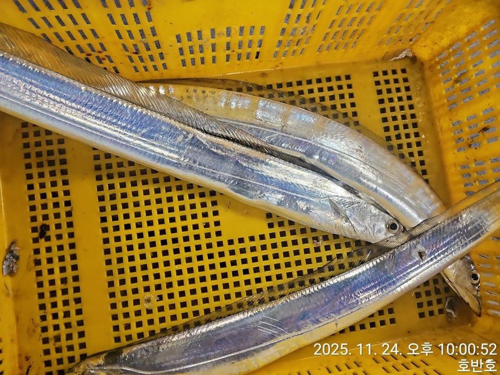 낚시뚜,갈치,통영 신전항,통영호반호,낚시뚜37