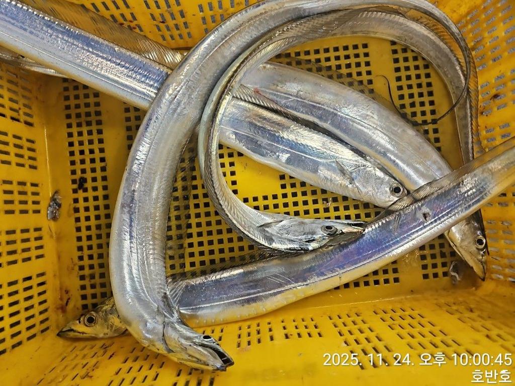 낚시뚜,갈치,통영 신전항,통영호반호,낚시뚜36