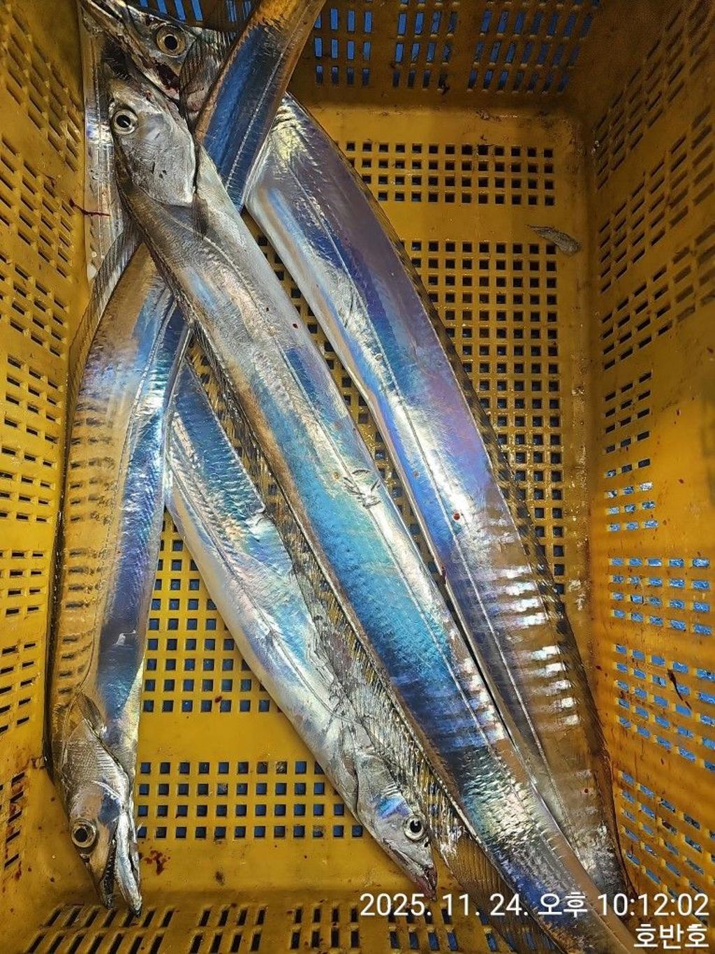 낚시뚜,갈치,통영 신전항,통영호반호,낚시뚜35