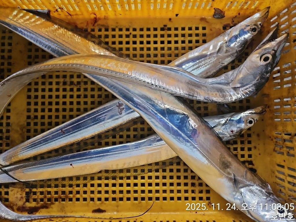 낚시뚜,갈치,통영 신전항,통영호반호,낚시뚜34