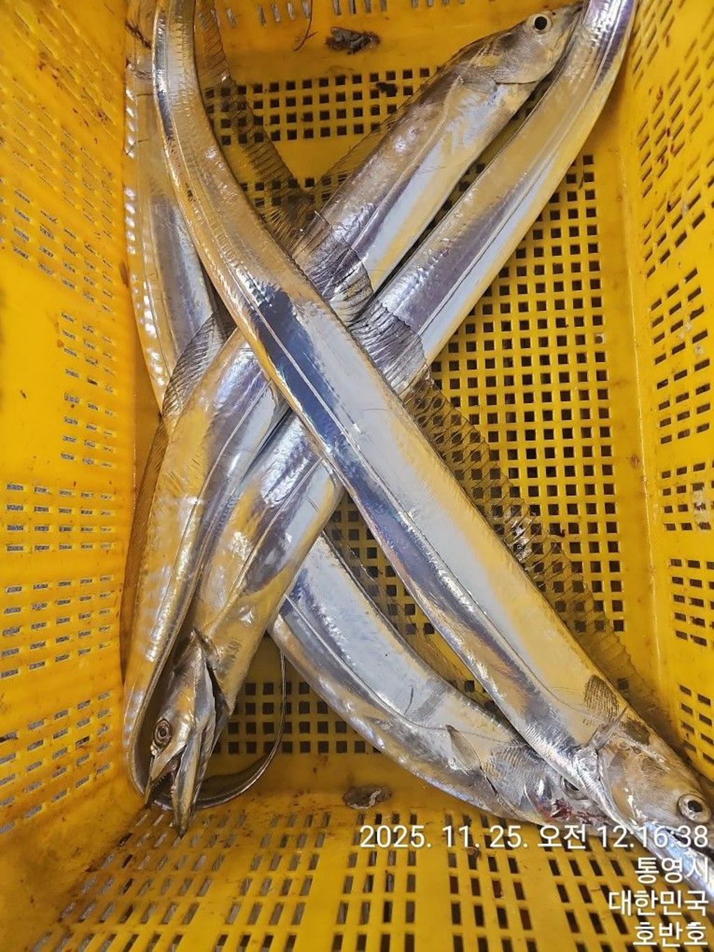 낚시뚜,갈치,통영 신전항,통영호반호,낚시뚜33