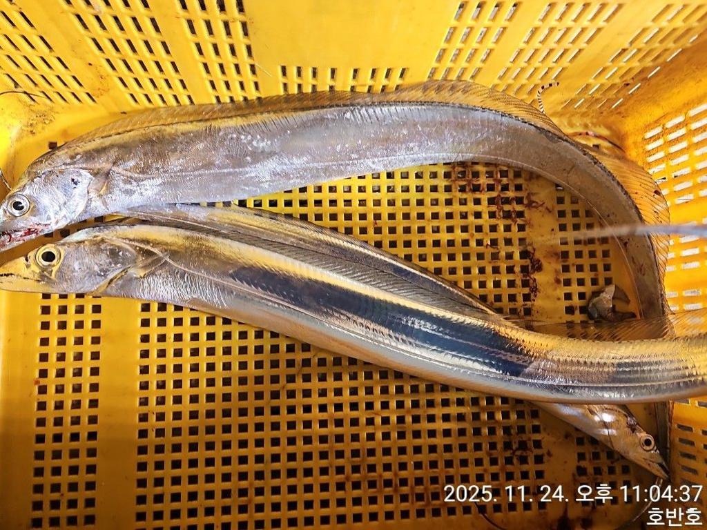 낚시뚜,갈치,통영 신전항,통영호반호,낚시뚜32