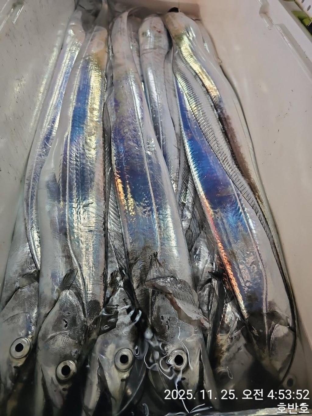 낚시뚜,갈치,통영 신전항,통영호반호,낚시뚜31