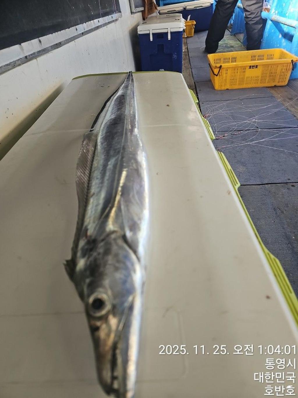 낚시뚜,갈치,통영 신전항,통영호반호,낚시뚜30