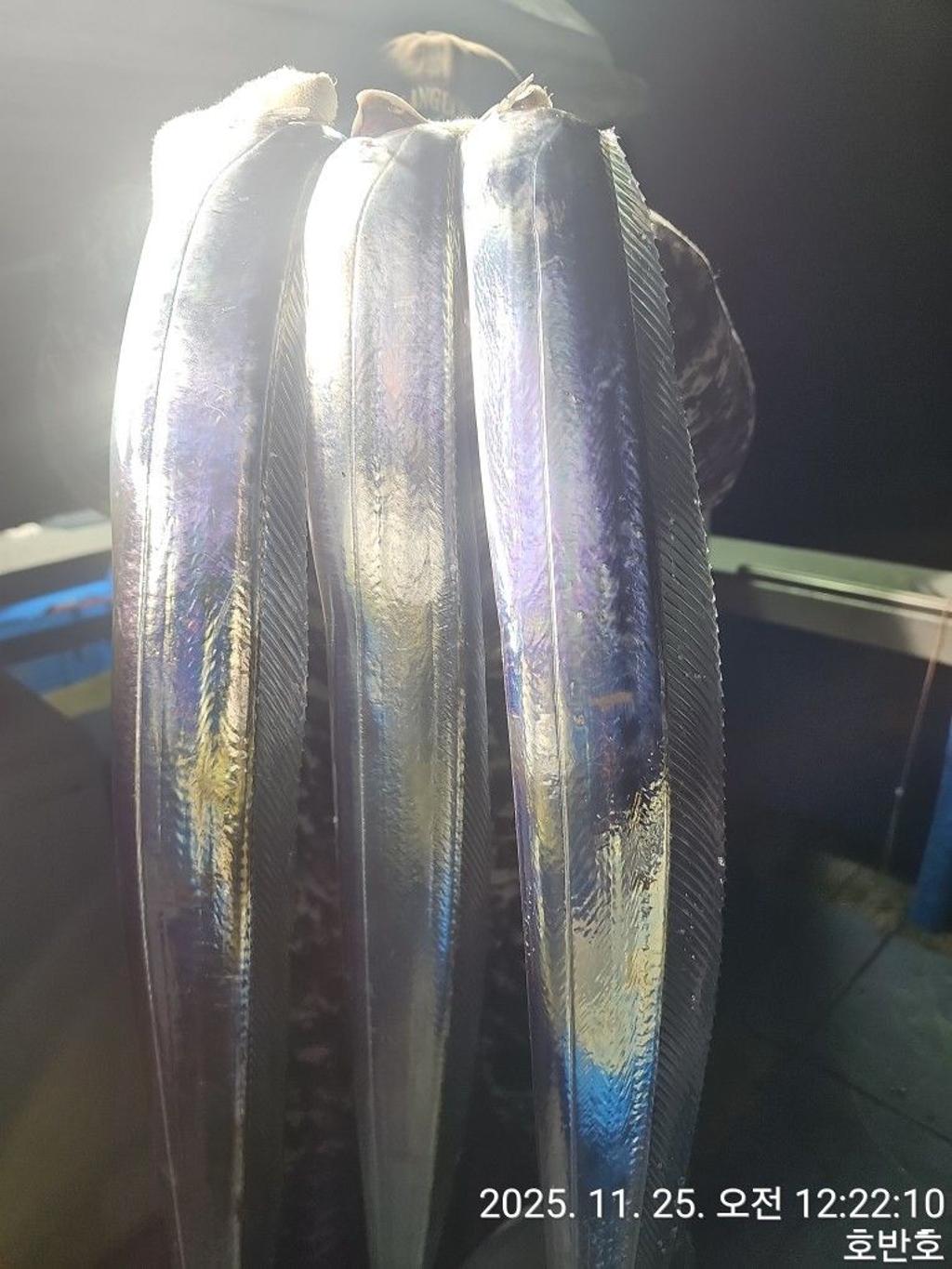 낚시뚜,갈치,통영 신전항,통영호반호,낚시뚜26