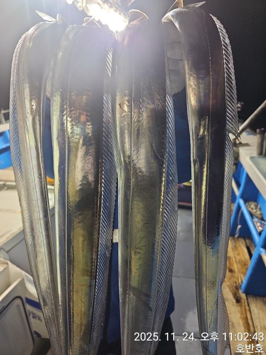 낚시뚜,갈치,통영 신전항,통영호반호,낚시뚜23