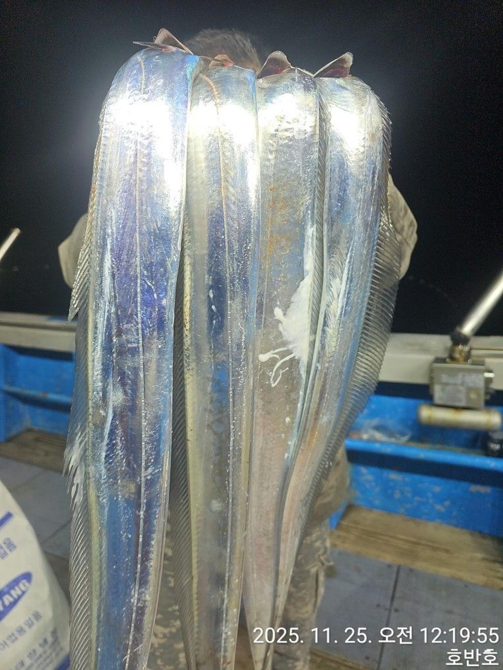 낚시뚜,갈치,통영 신전항,통영호반호,낚시뚜12