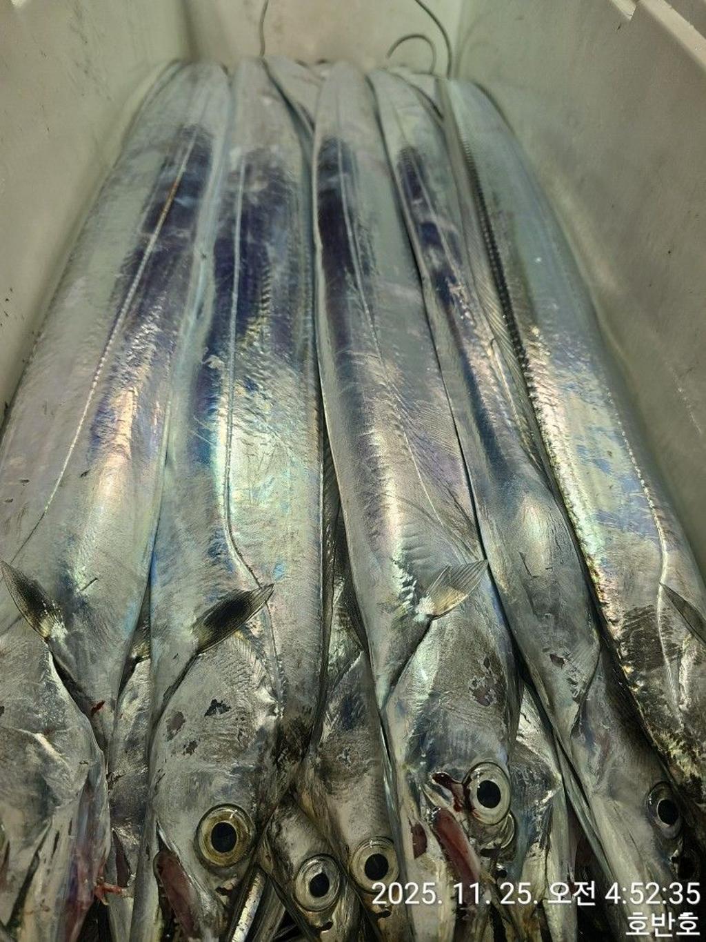 낚시뚜,갈치,통영 신전항,통영호반호,낚시뚜7