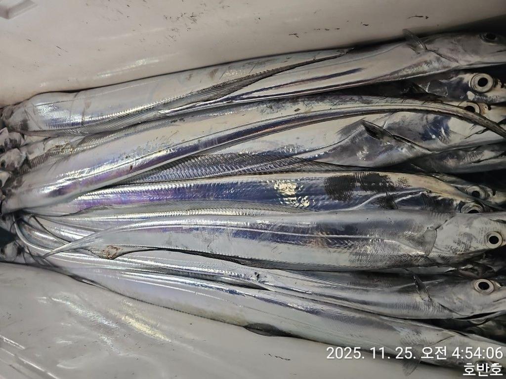 낚시뚜,갈치,통영 신전항,통영호반호,낚시뚜6