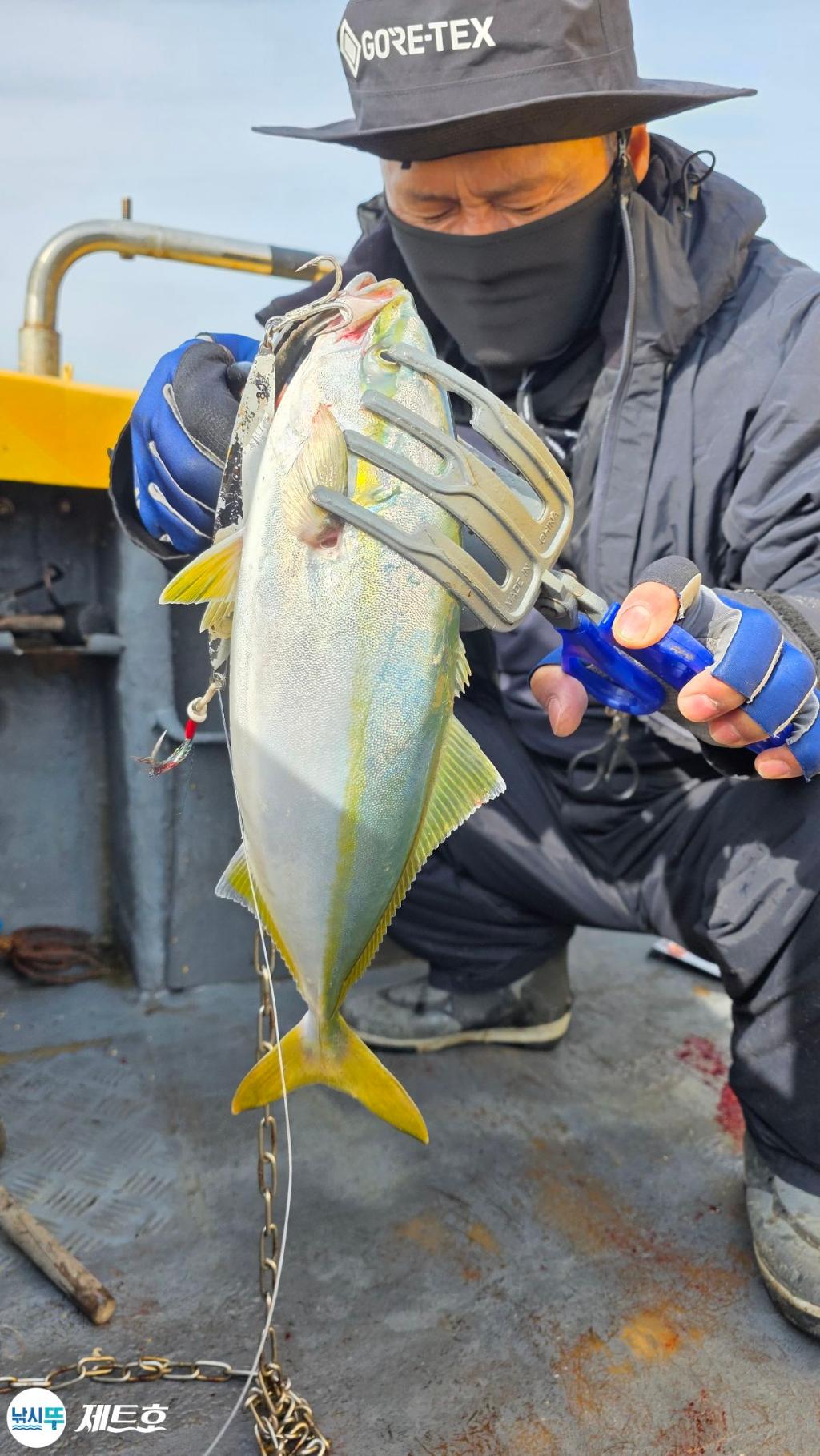 낚시뚜,방어,삼치,영일만항,포항 제트호,낚시뚜12