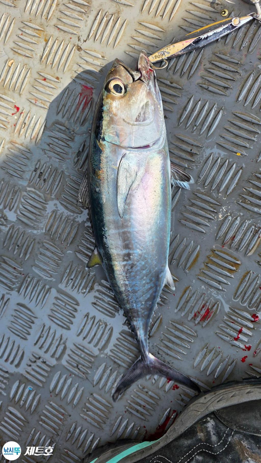 낚시뚜,방어,삼치,영일만항,포항 제트호,낚시뚜9
