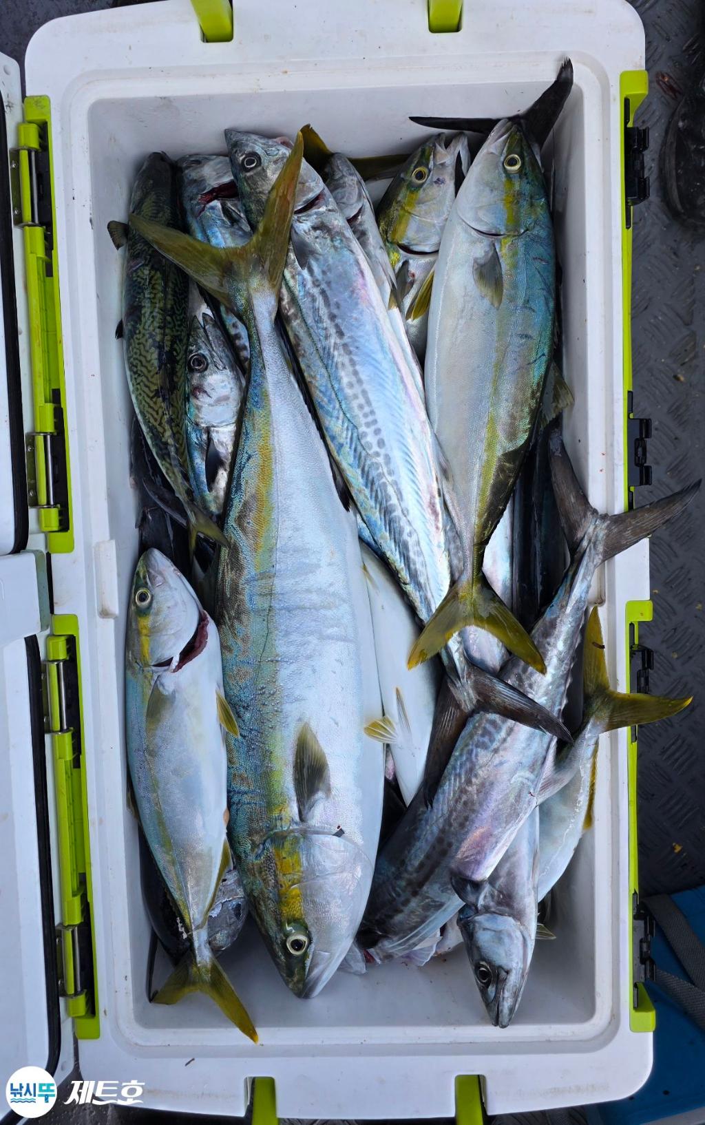 낚시뚜,방어,삼치,영일만항,포항 제트호,낚시뚜7