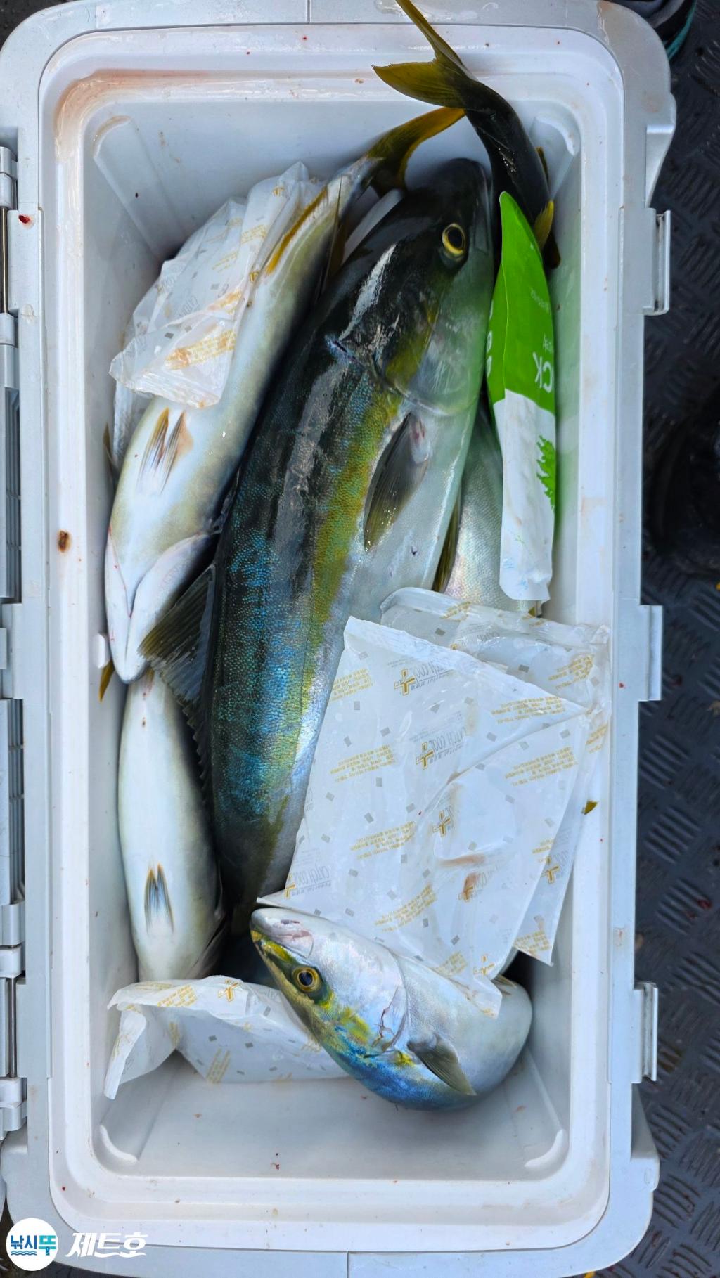 낚시뚜,방어,삼치,영일만항,포항 제트호,낚시뚜4